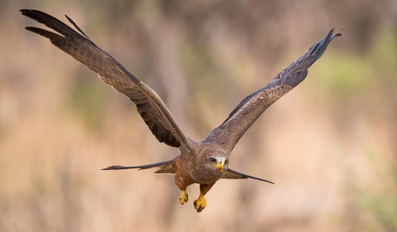 Orlik Krzykliwy zagrożony!